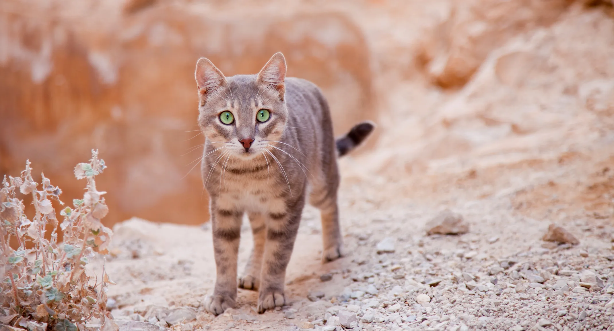 Cat with Green Eyes Cat with Green Eyes