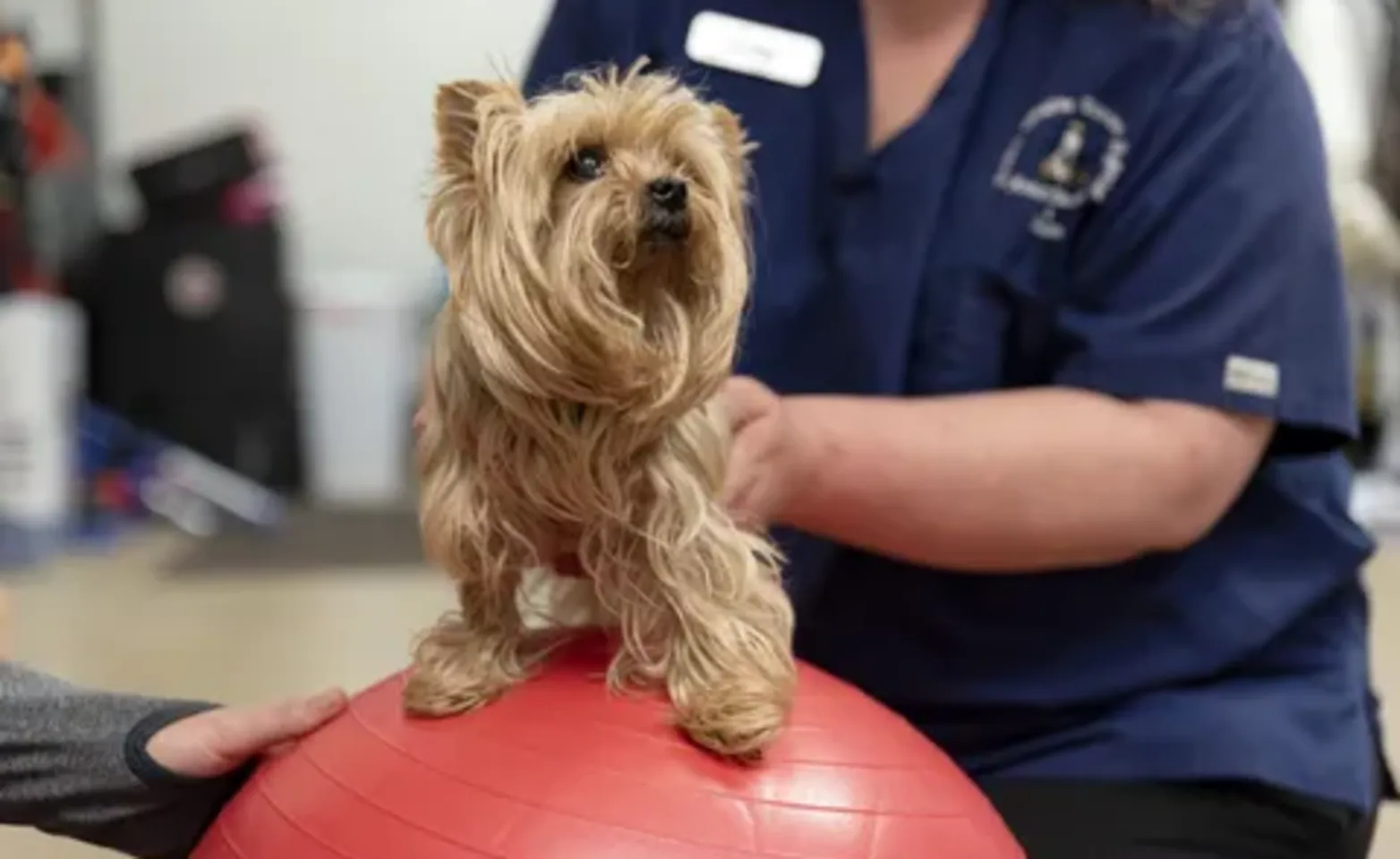 A dog on a red ball A dog on a red ball