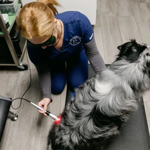 Laser Therapy at All Pet Complex Veterinary Hospital