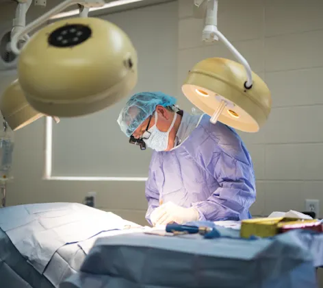 Veterinarian performing surgery on an animal