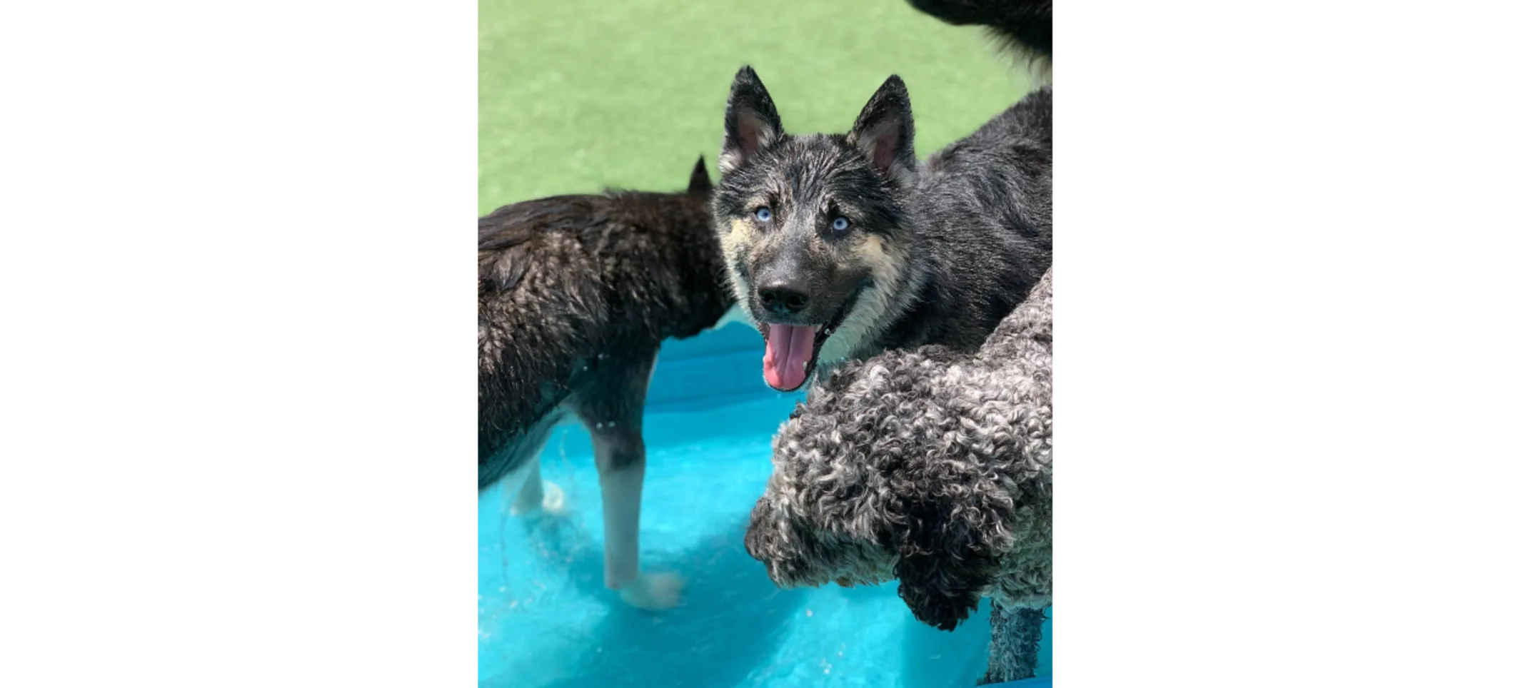 Three Dogs Standing In Kiddie Pool Three Dogs Standing In Kiddie Pool