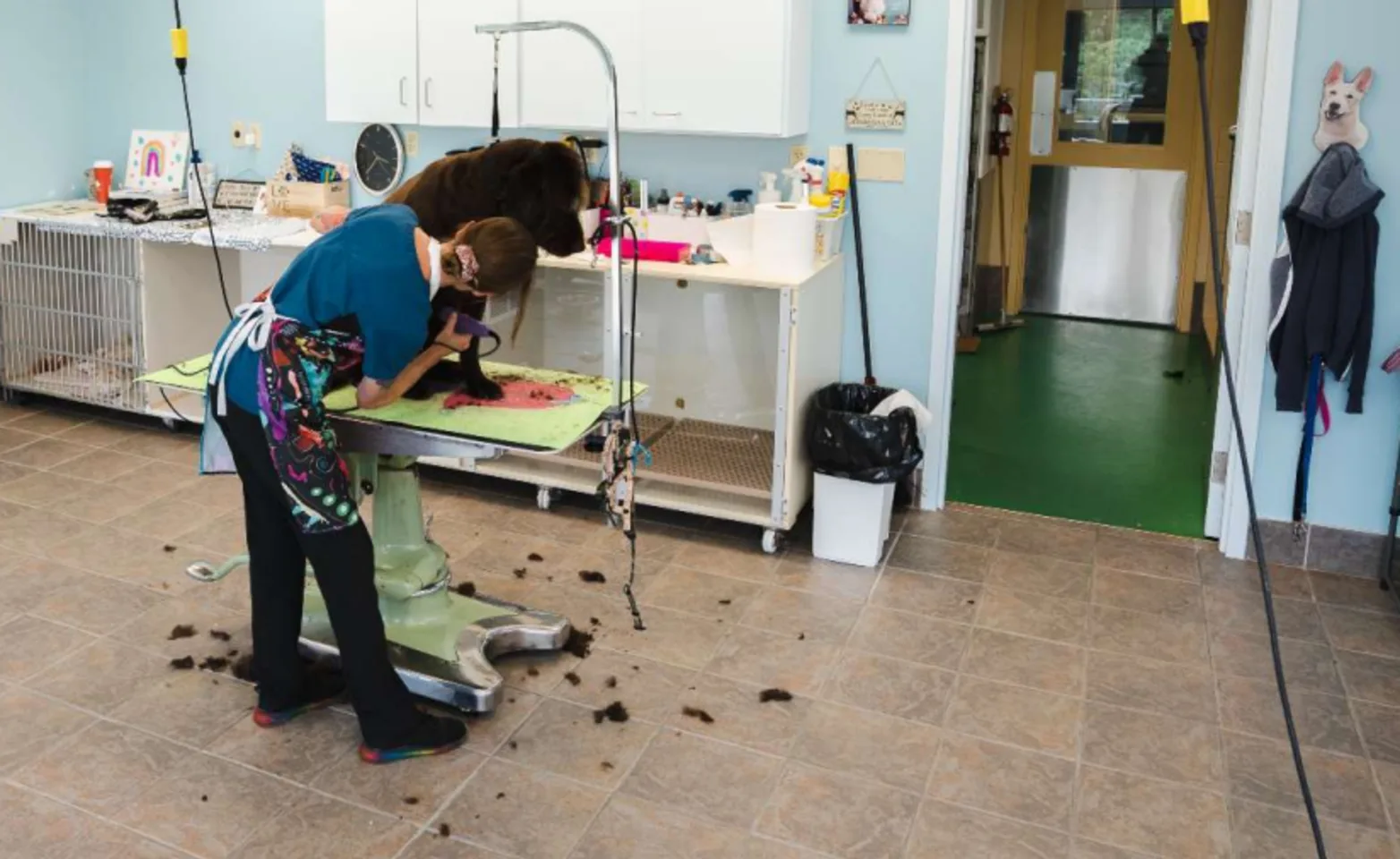 Staff member grooming a dog