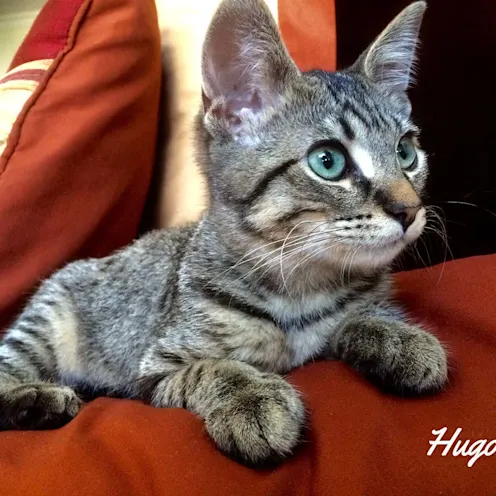 Grey cat named Hugo Grey cat named Hugo