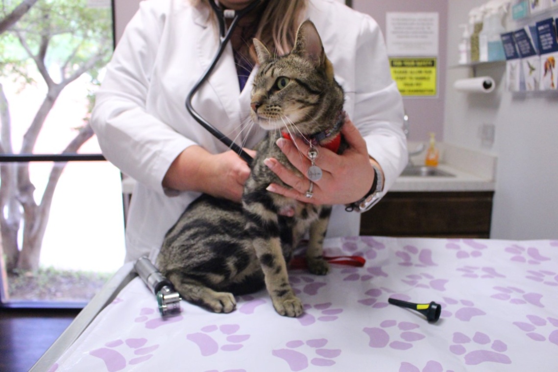 Thorough examinations at every visit.