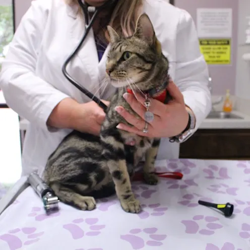 Thorough examinations at every visit. Thorough examinations at every visit.