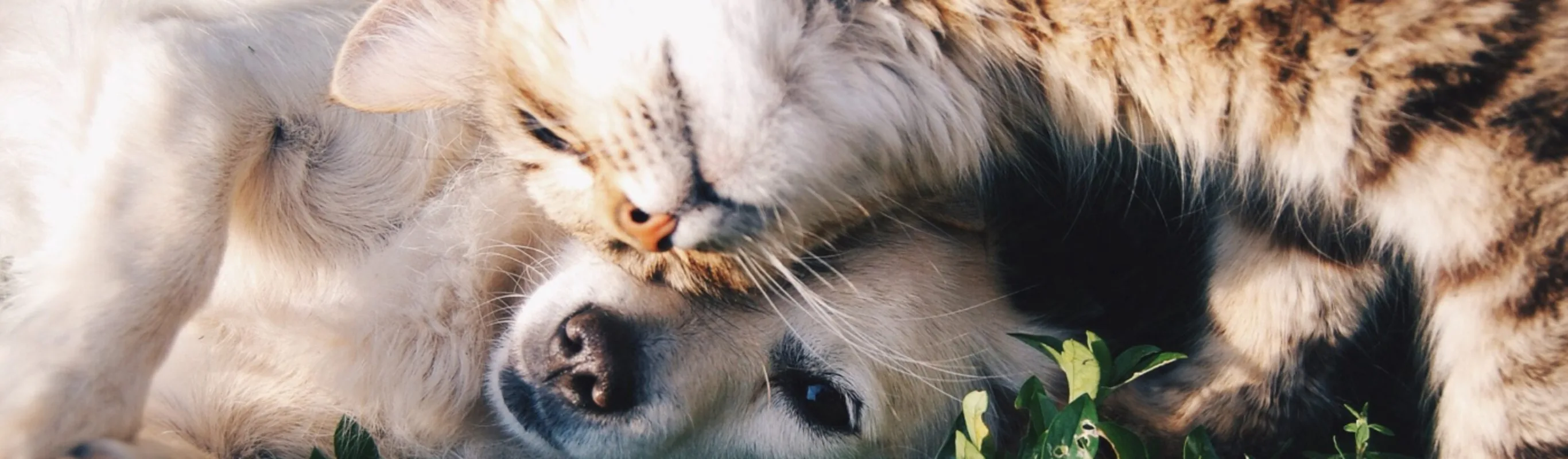 Cat and dog cuddling in the grass Cat and dog cuddling in the grass
