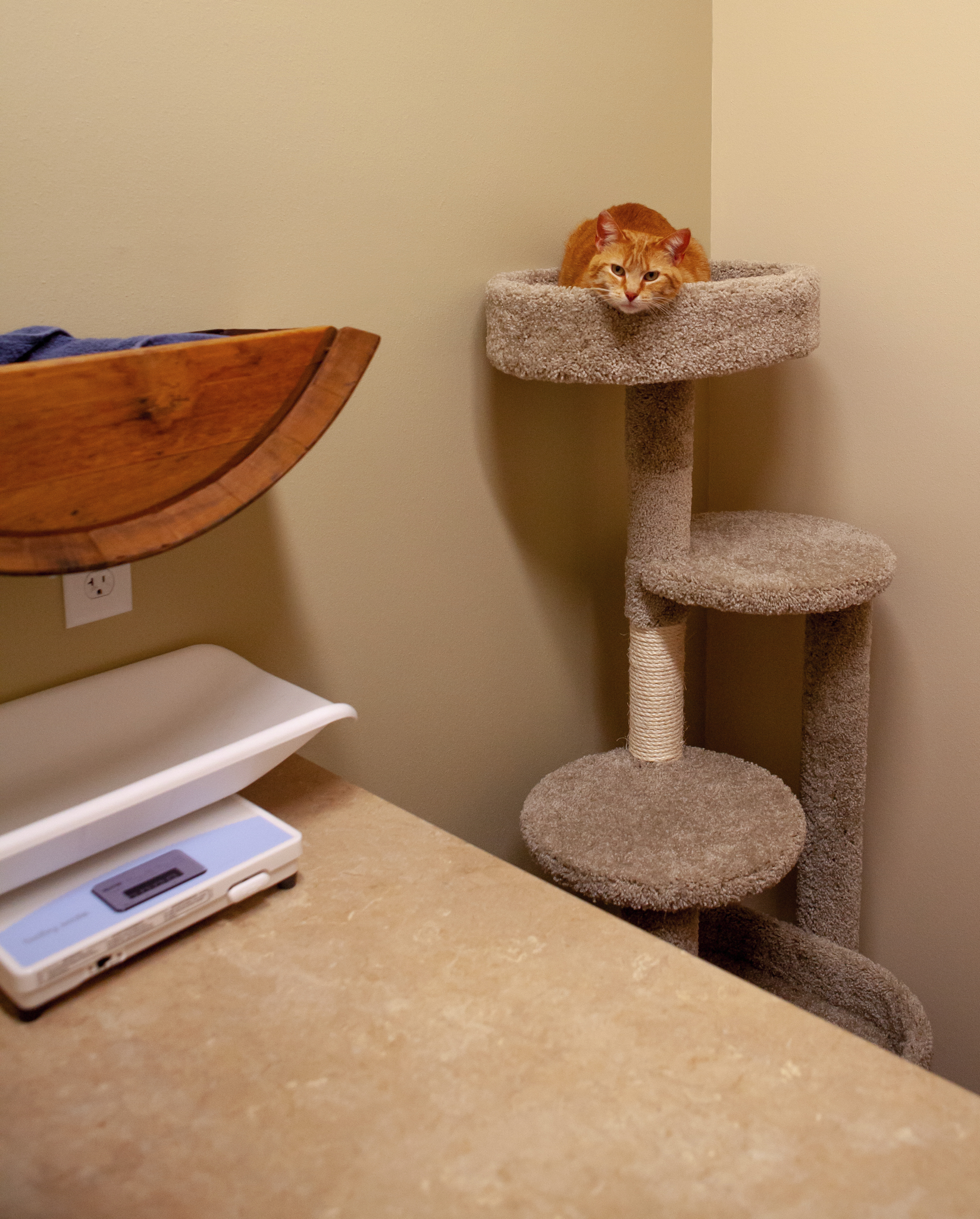 Cat Tower
