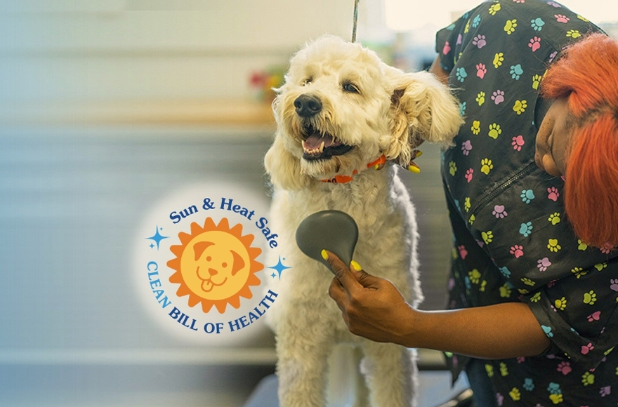 Curly dog being brushed