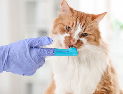 Orange & White Cat Licking Blue Toothbrush