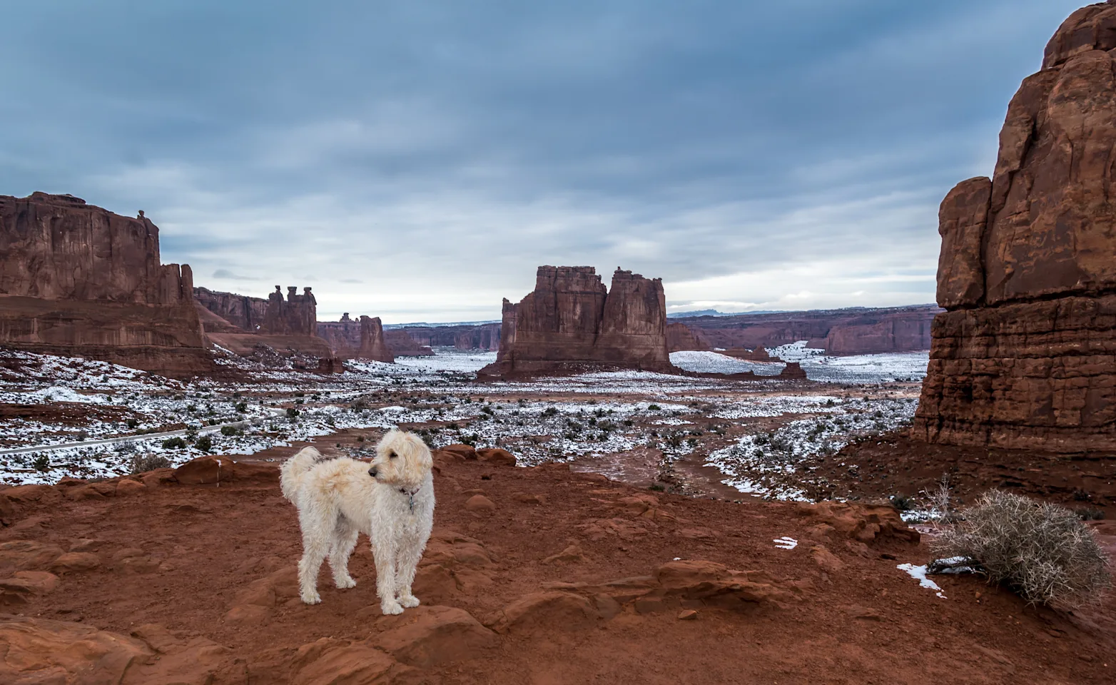 A white dog stands around red rocks