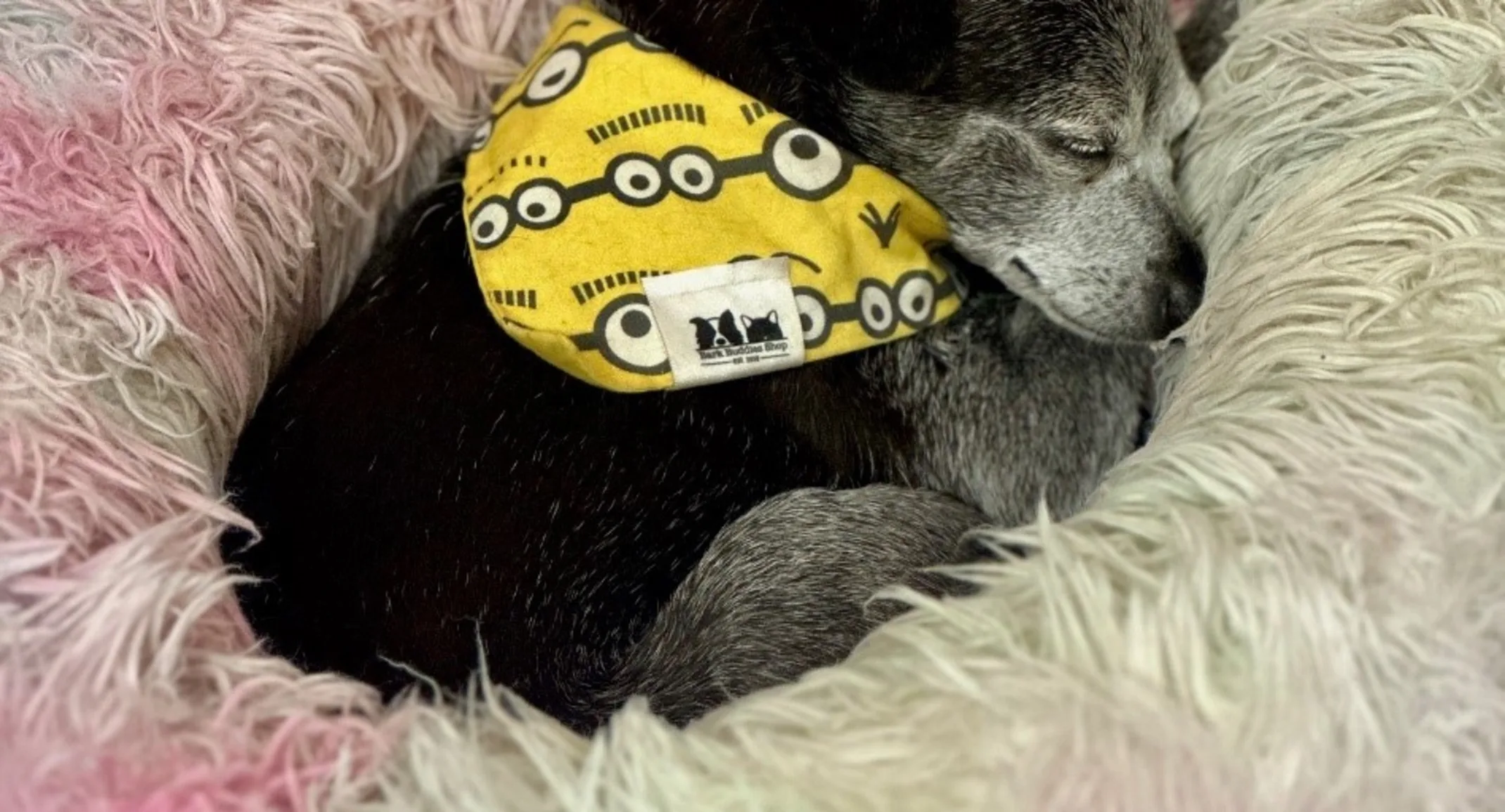 Sleeping dog Sleeping dog