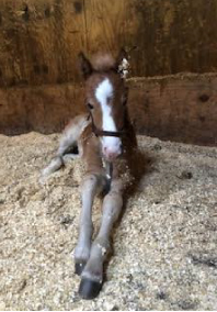 Foal laying in hay