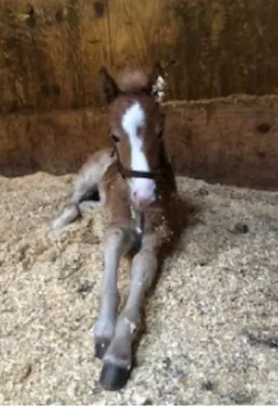 Foal laying in hay Foal laying in hay