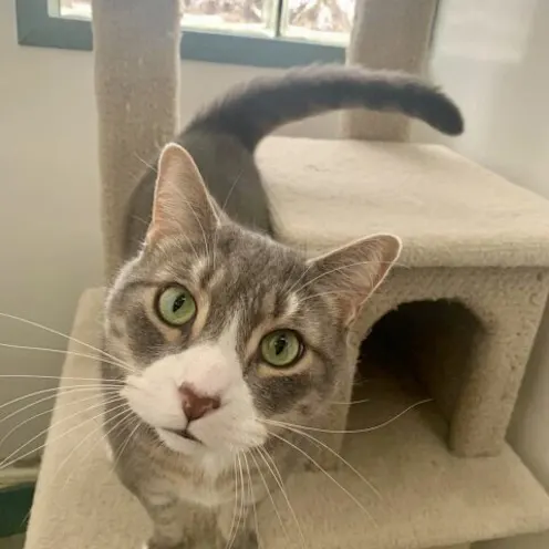 A gray and white cat on a cat tree A gray and white cat on a cat tree