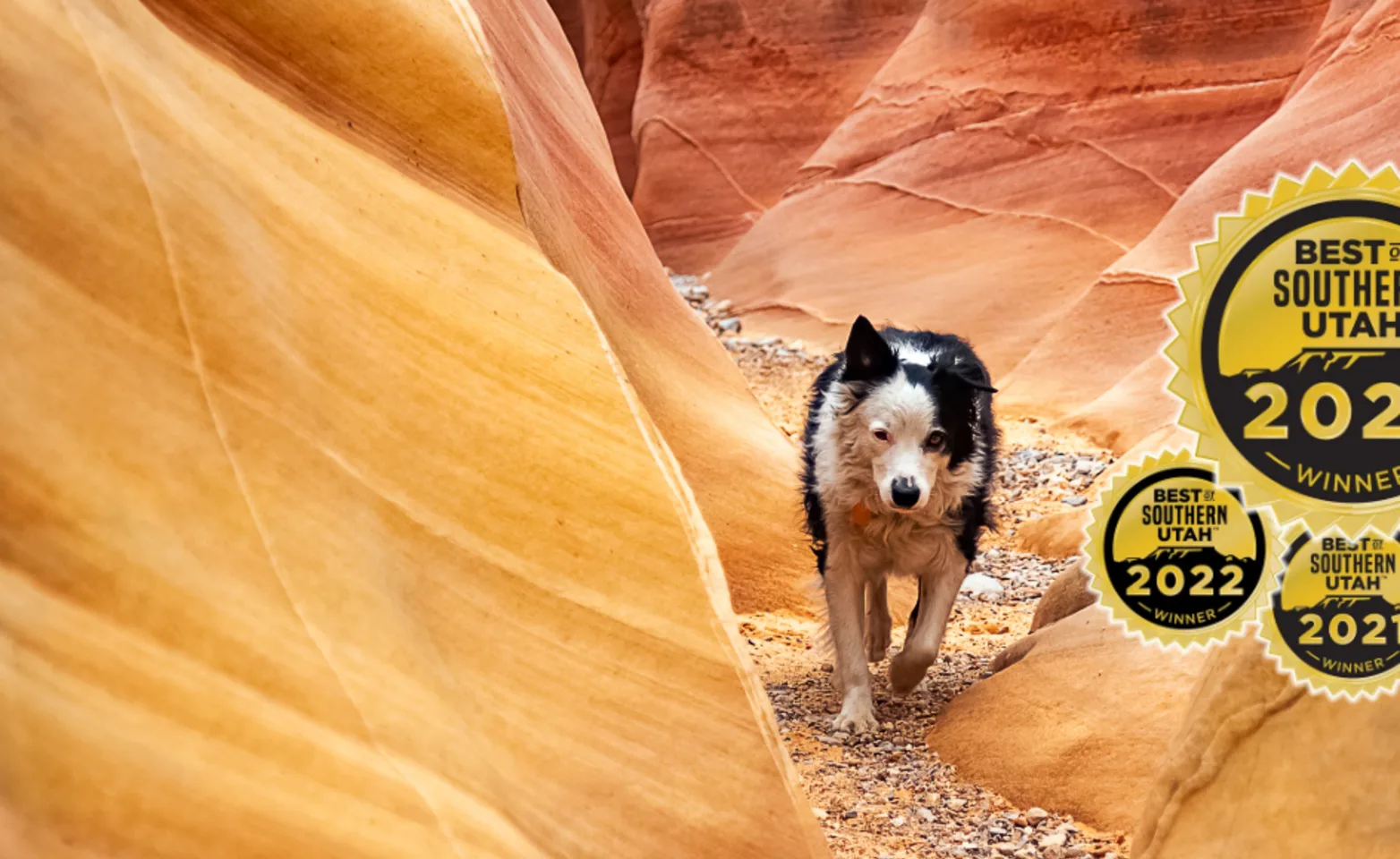 Dog walking through a narrow slot canyon with the Best Vet in Southern Utah Award icon on the right