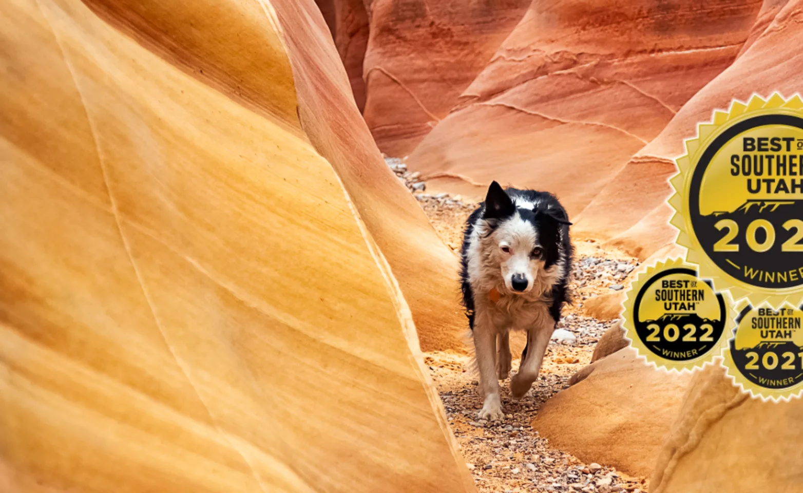 Dog walking through a narrow slot canyon with the Best Vet in Southern Utah Award icon on the right