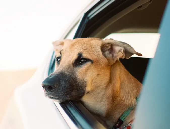 Dog in car sitting in the passenger seat who is looking outside the open car window.