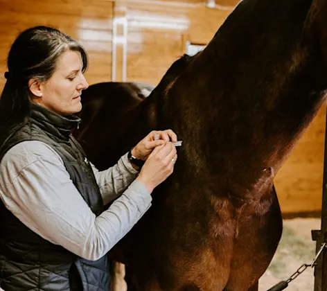 Equine athlete receiving integrative medicinal treatment from one of our Evergreen Equine doctors. Equine athlete receiving integrative medicinal treatment from one of our Evergreen Equine doctors.