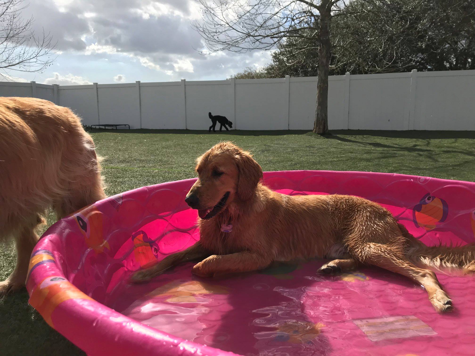 Woofdorf Astoria of Lakewood Ranch pink pool outside in the play yard with a dog laying inside of it and two more dogs wandering around the yard. 