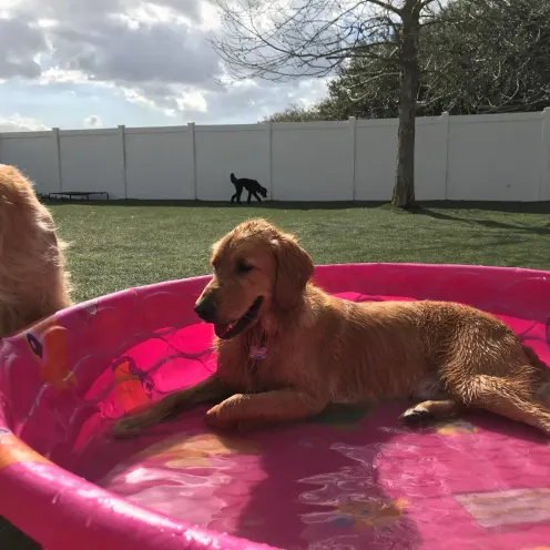 Woofdorf Astoria of Lakewood Ranch pink pool outside in the play yard with a dog laying inside of it and two more dogs wandering around the yard. 