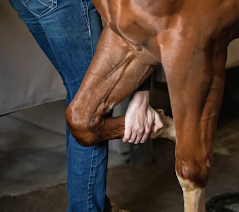 Man walking horse Man walking horse