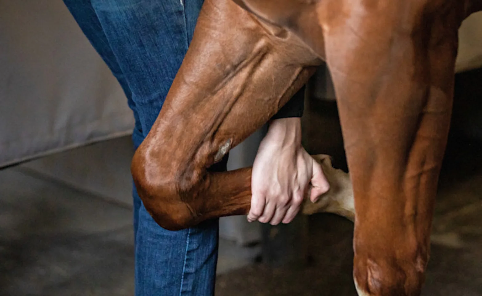 Man walking horse Man walking horse