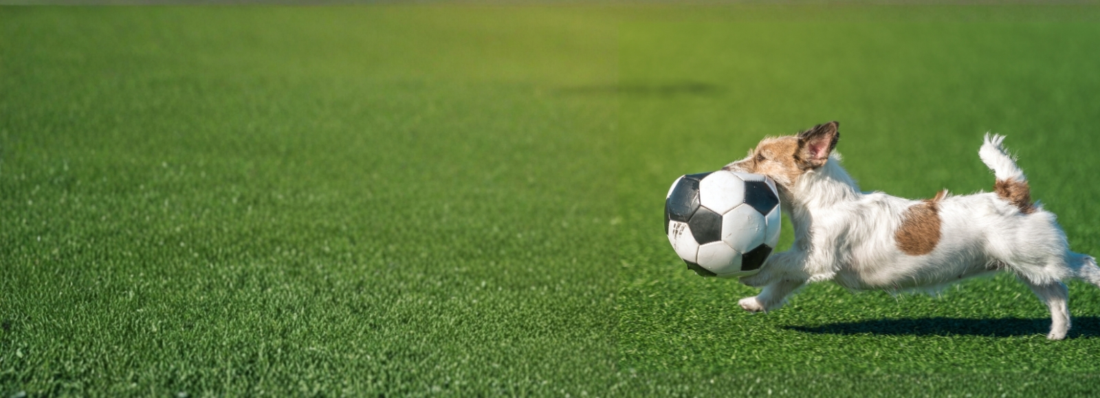 Dog running with soccer ball in mouth