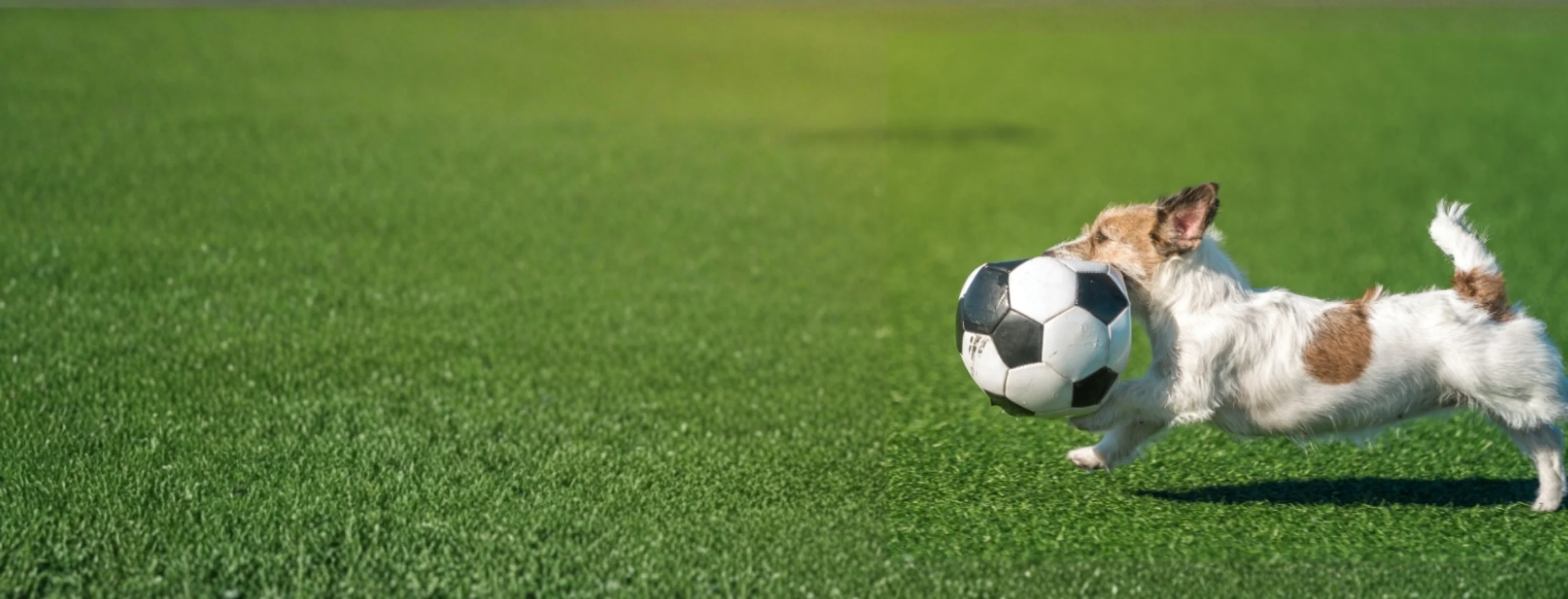 Dog running with soccer ball in mouth Dog running with soccer ball in mouth