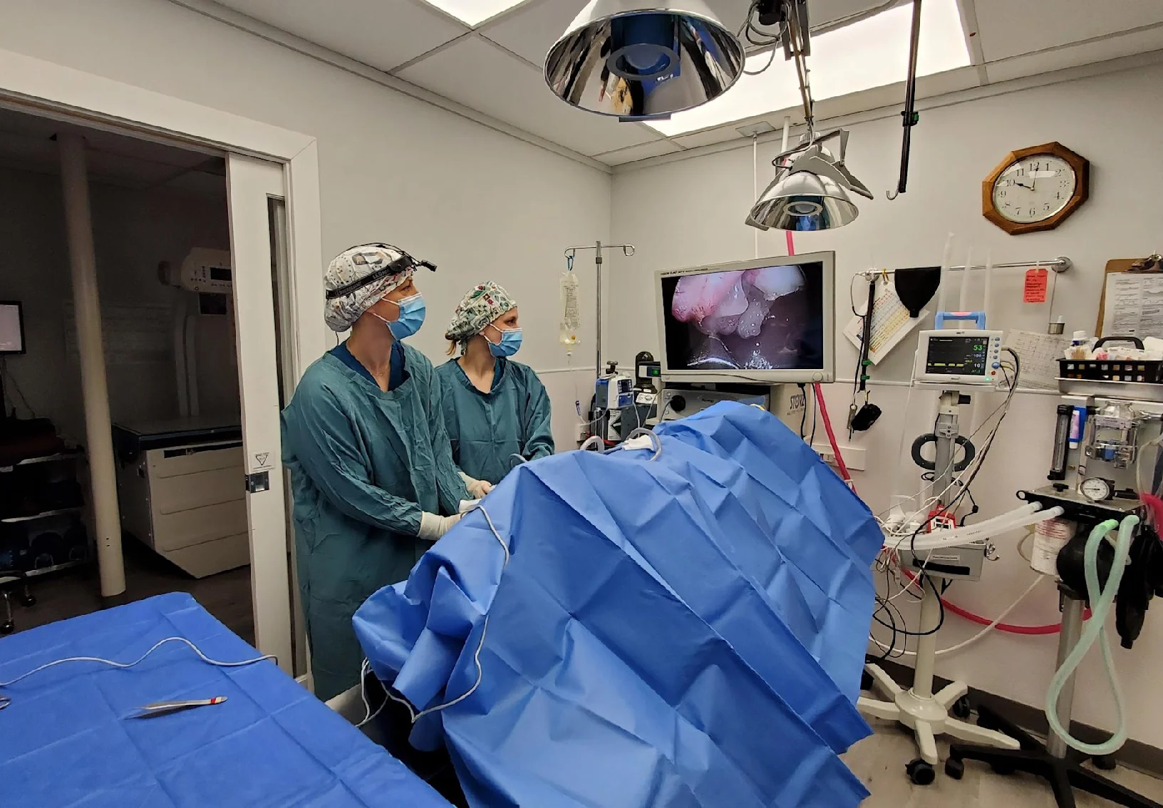 Dr. Nancy and Dr. Chesney performing a Laparoscopic Spay