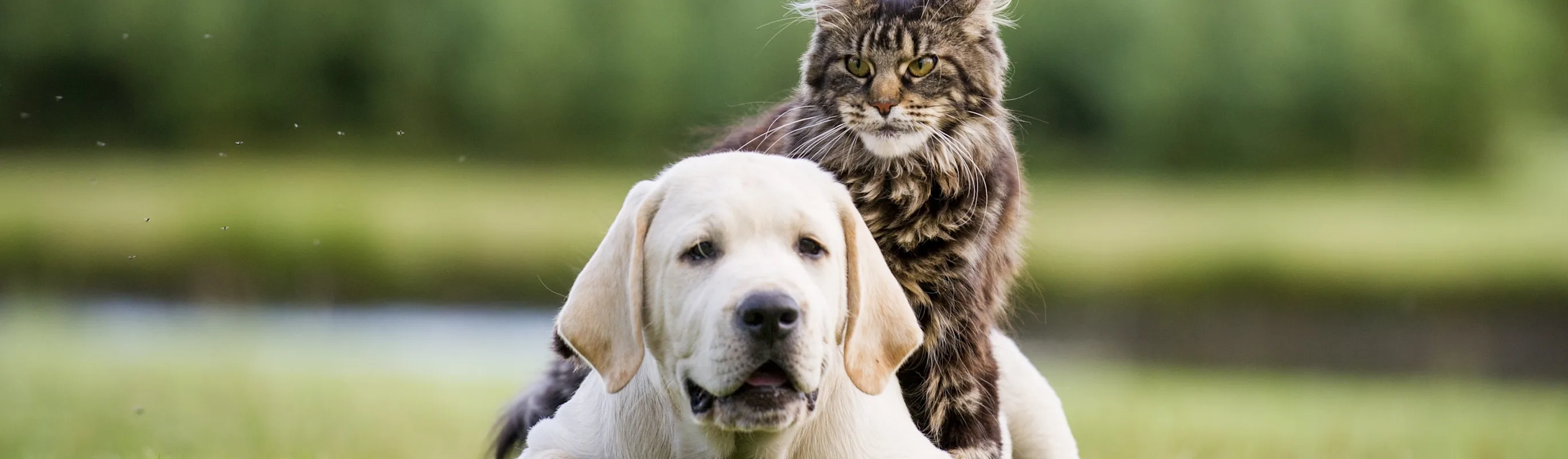 Dog and cat laying over grass