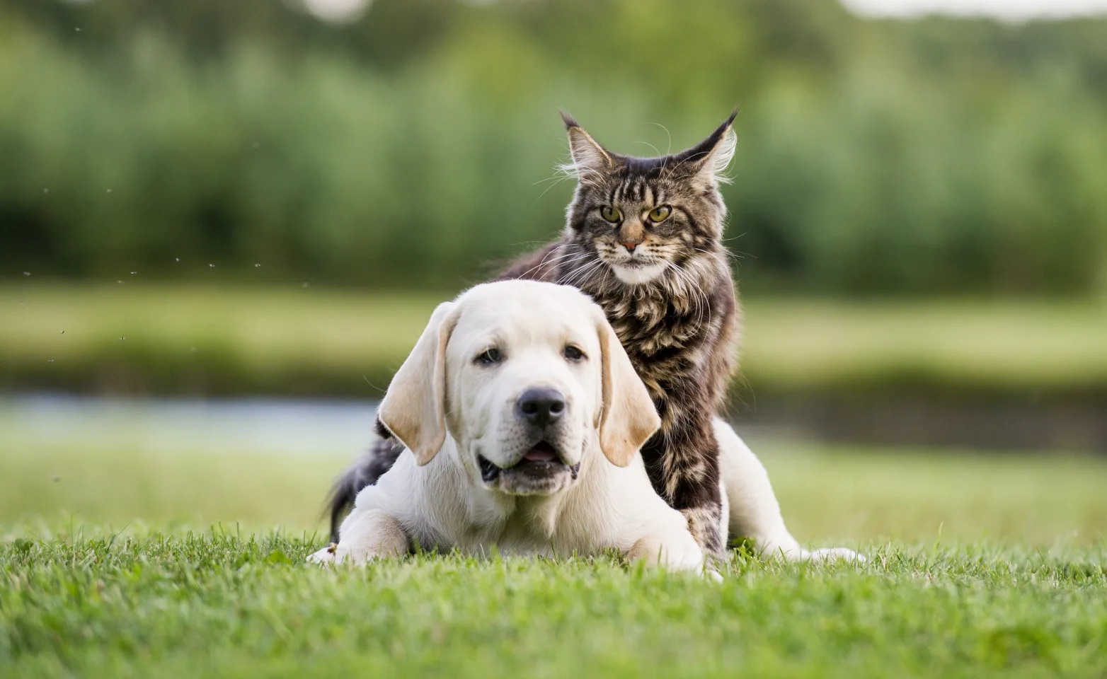Dog and cat laying over grass