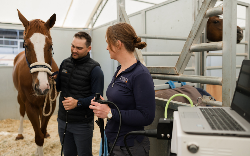 Two Staff Members Examining a Horse
