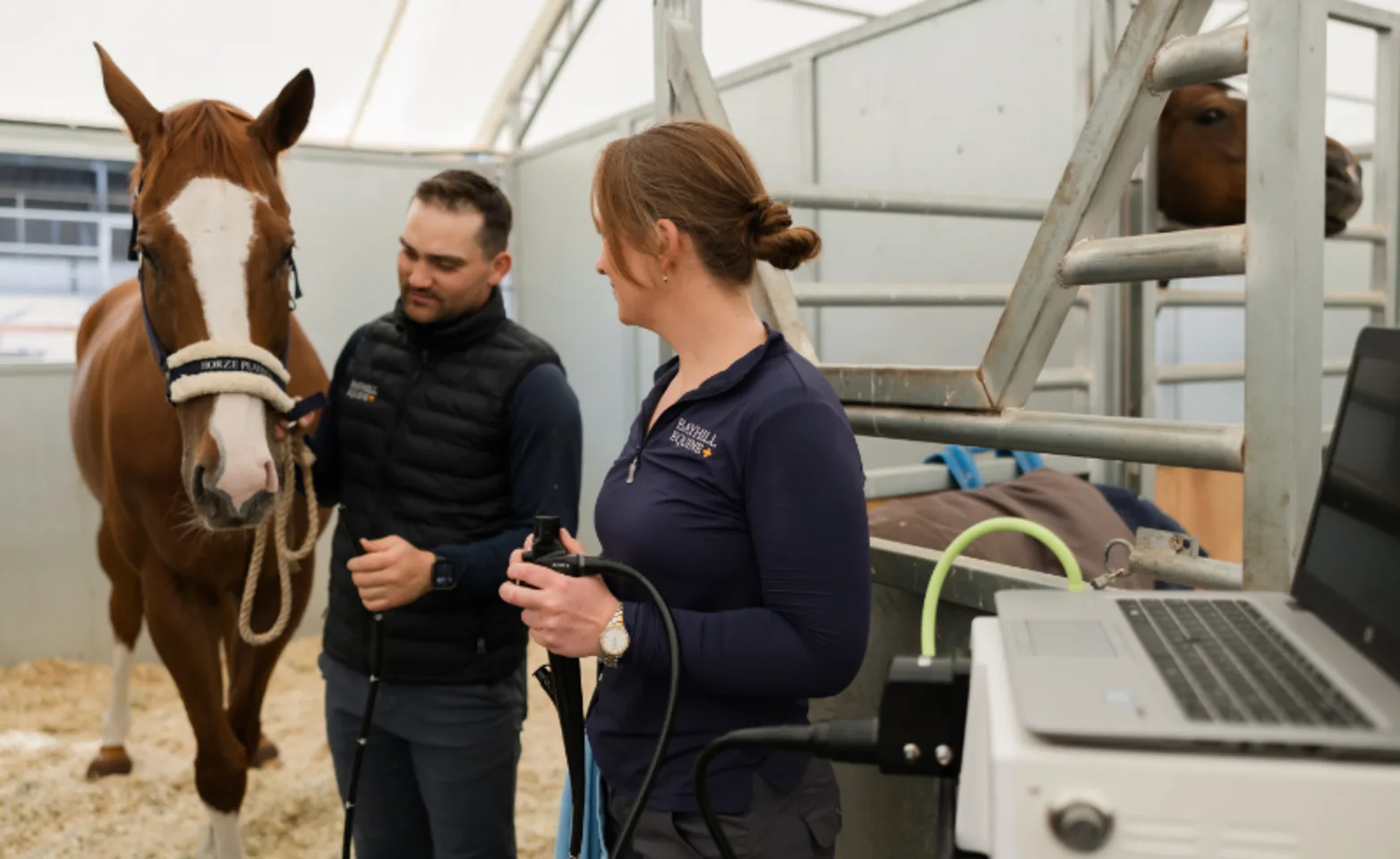 Two Staff Members Examining a Horse Two Staff Members Examining a Horse