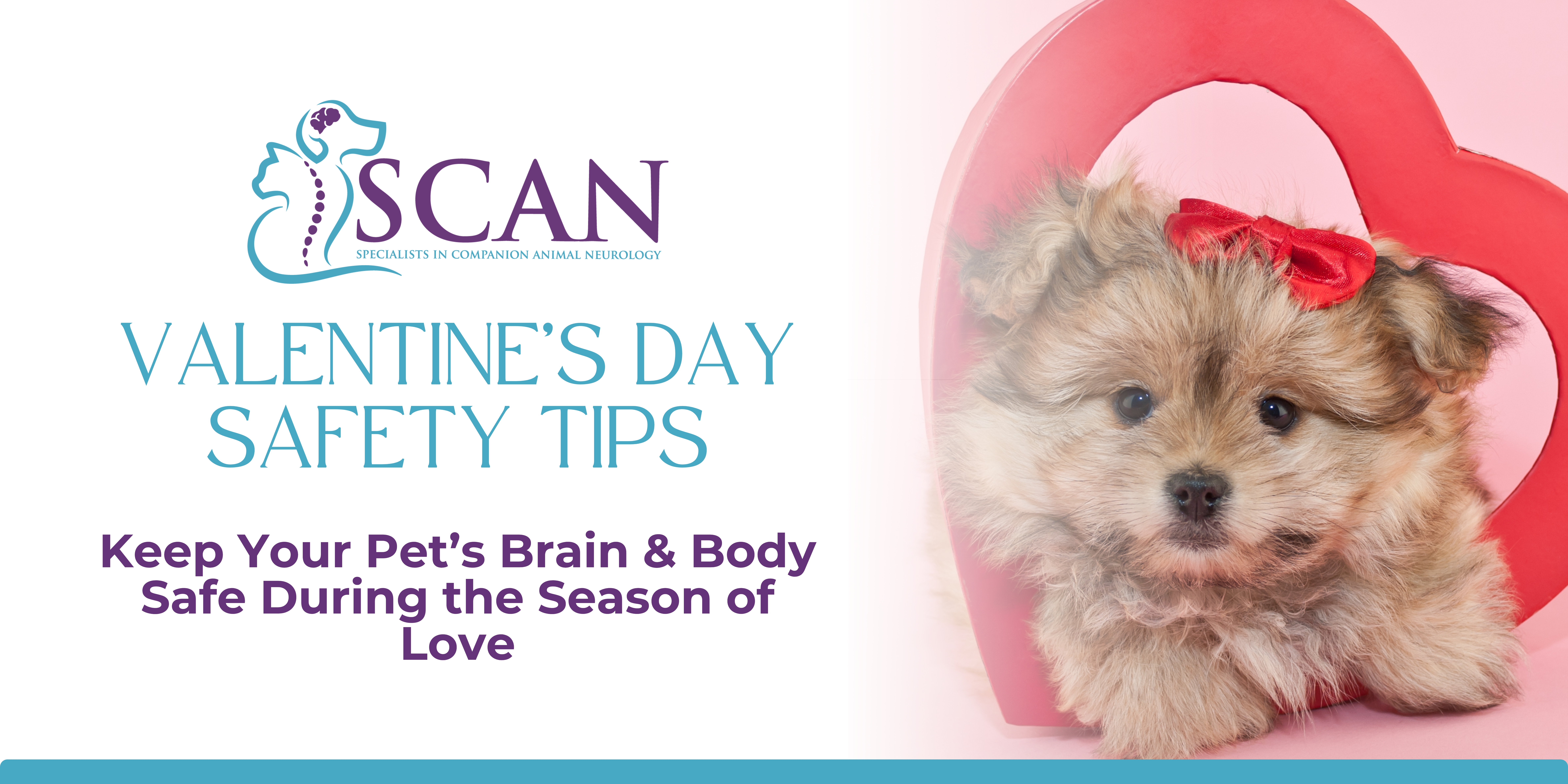 Valentine’s Day Pet Safety