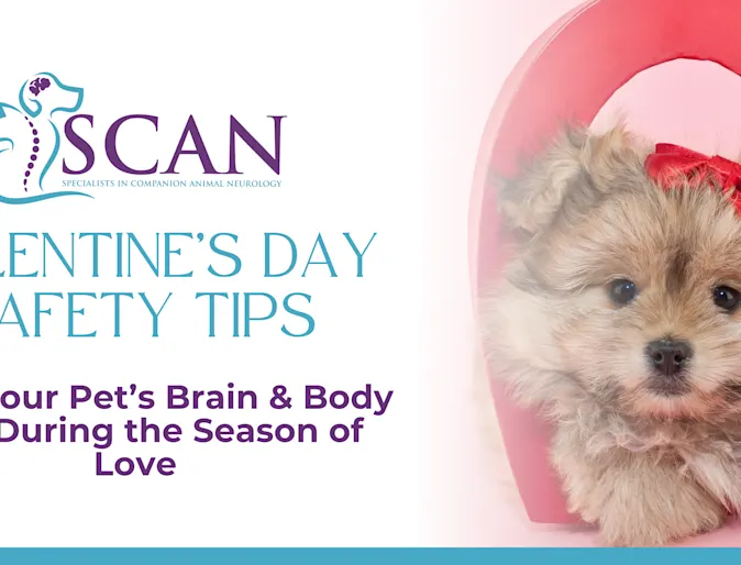 Valentine’s Day Pet Safety Valentine’s Day Pet Safety