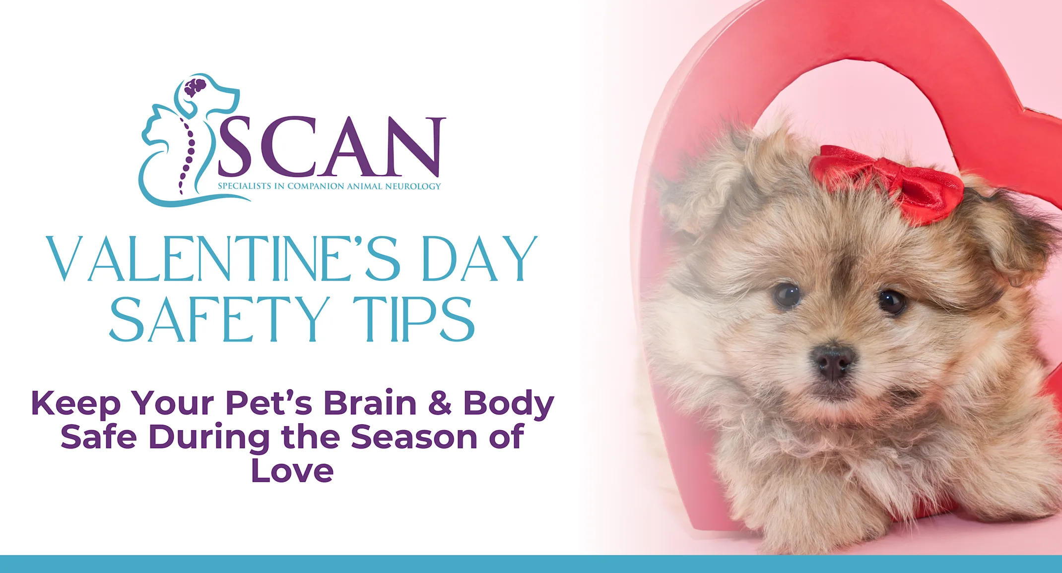 Valentine’s Day Pet Safety Valentine’s Day Pet Safety