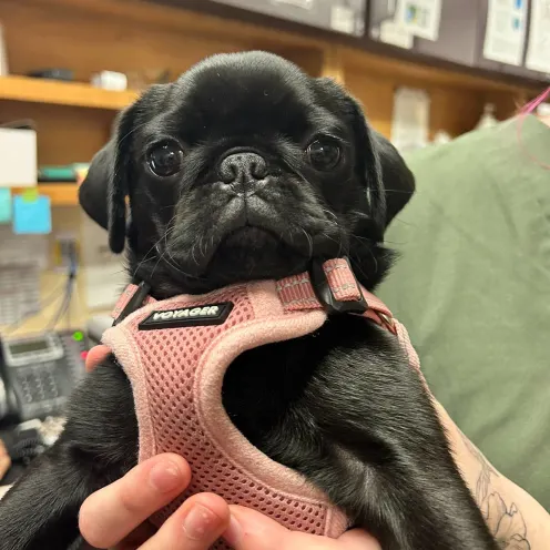 Chantilly Location - Junior Suites Chantilly Location - Junior Suites