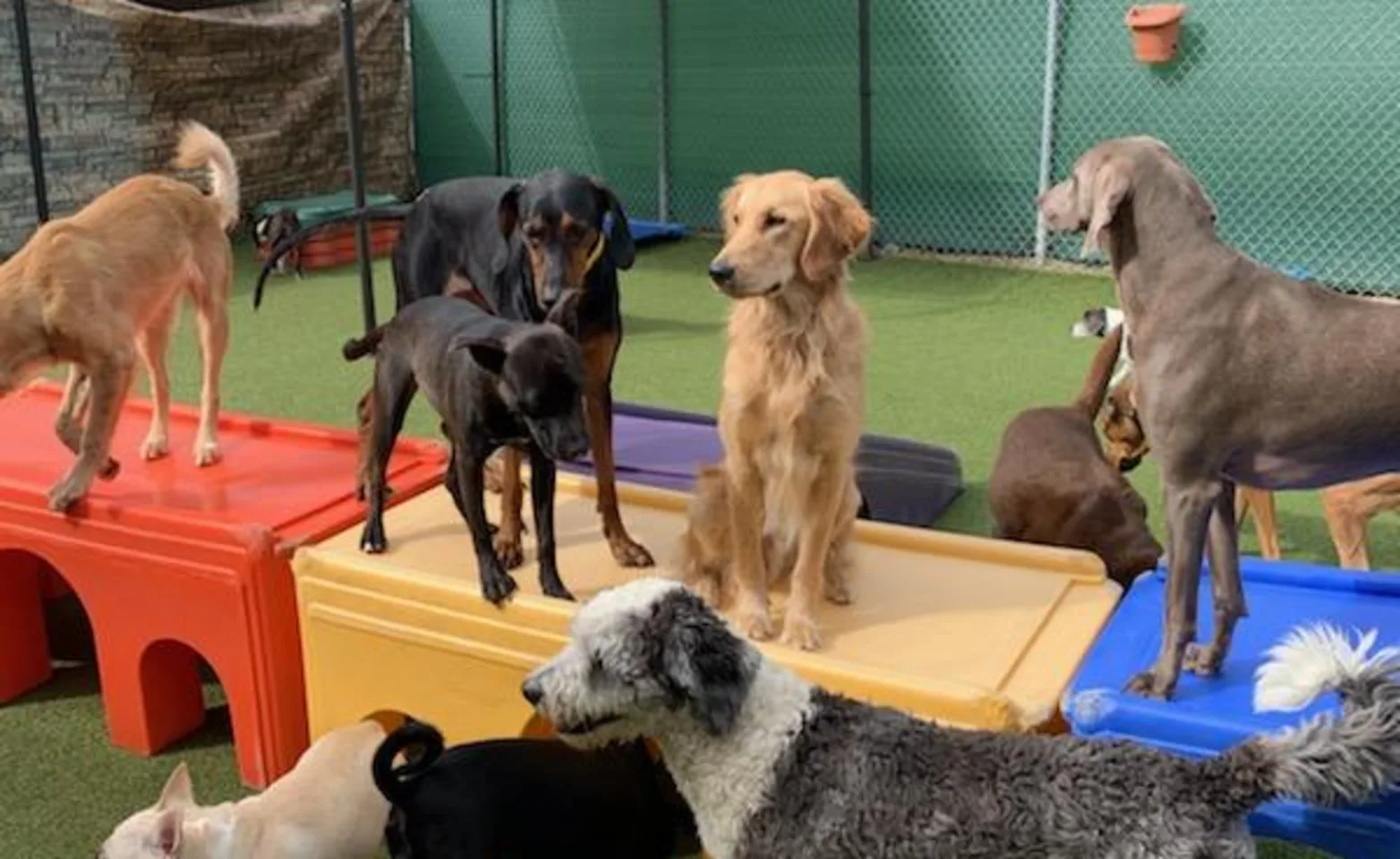 A bunch of dogs in dog day camp. A bunch of dogs in dog day camp.