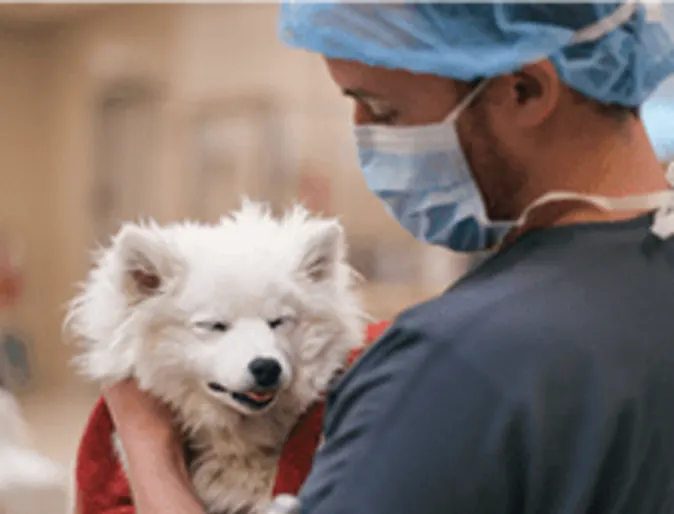 A Veterinarian prepping a dog for surgery