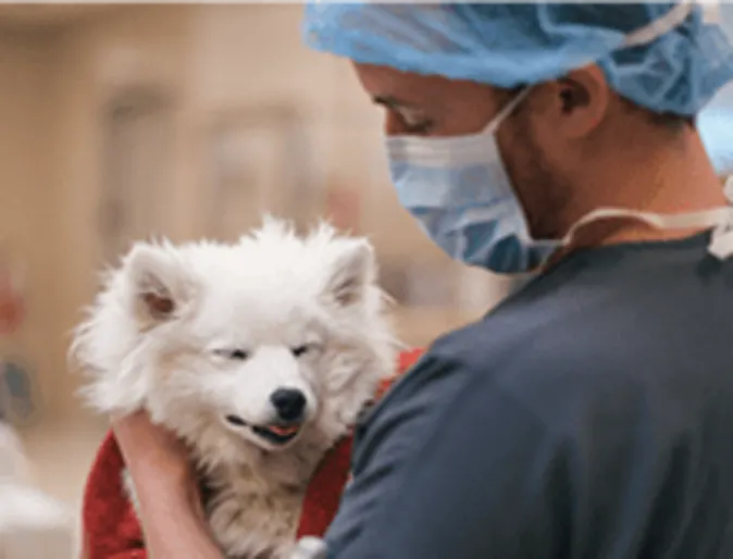 A Veterinarian prepping a dog for surgery