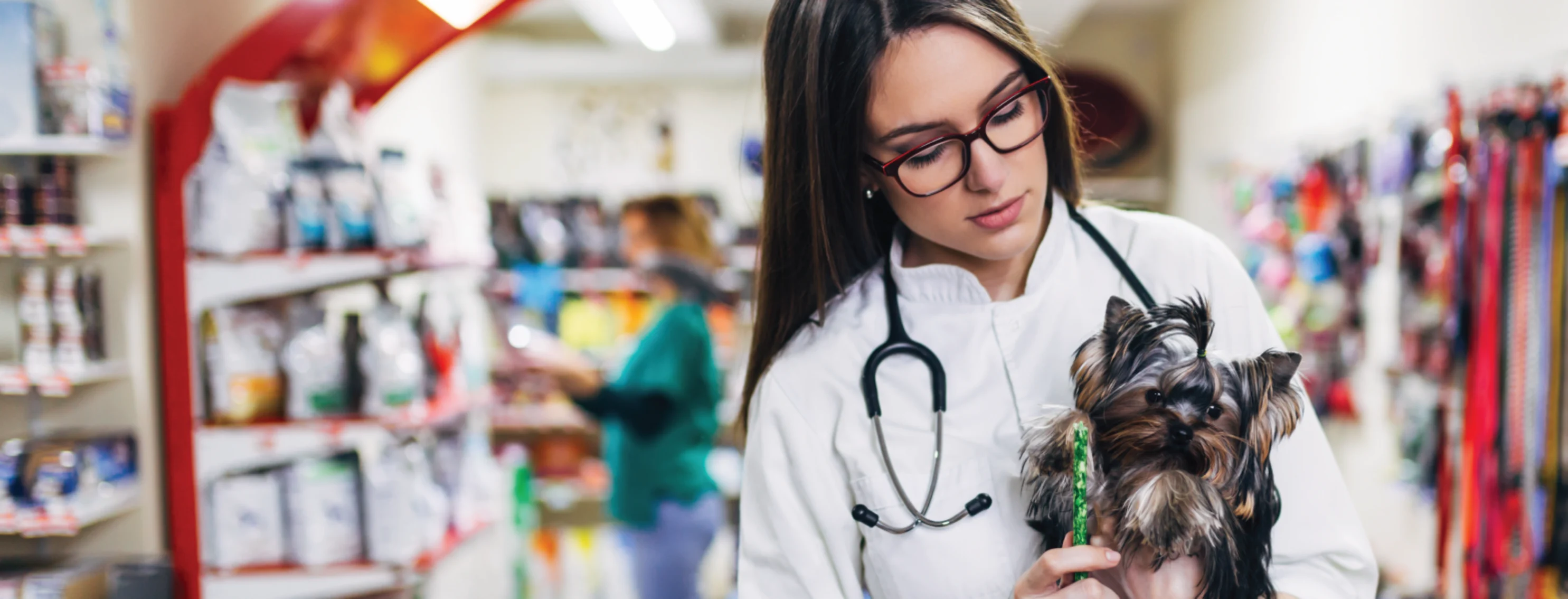 Vet holding a dog 