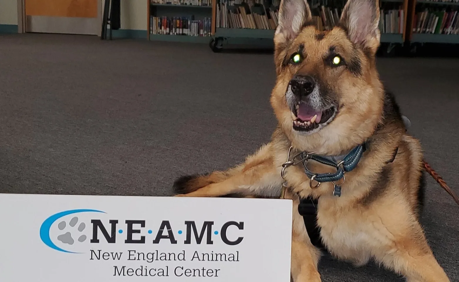 Dog with New England Animal Medical Center sign