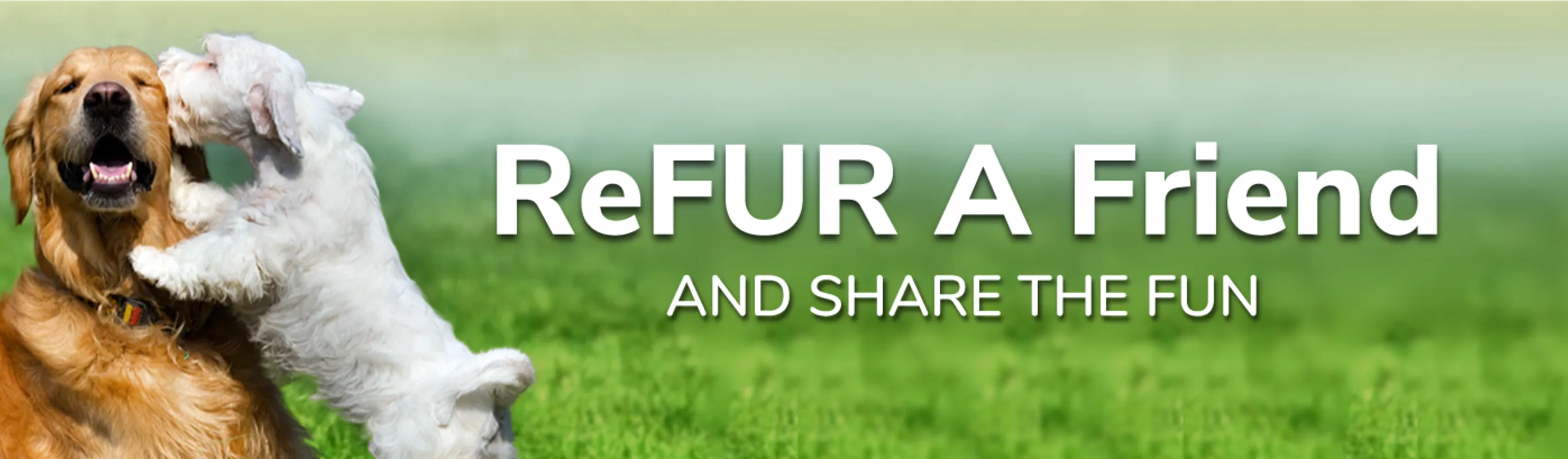 Two dogs playing - refer a friend Two dogs playing - refer a friend