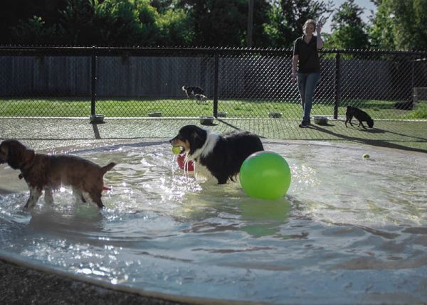 Dogs playing in pool