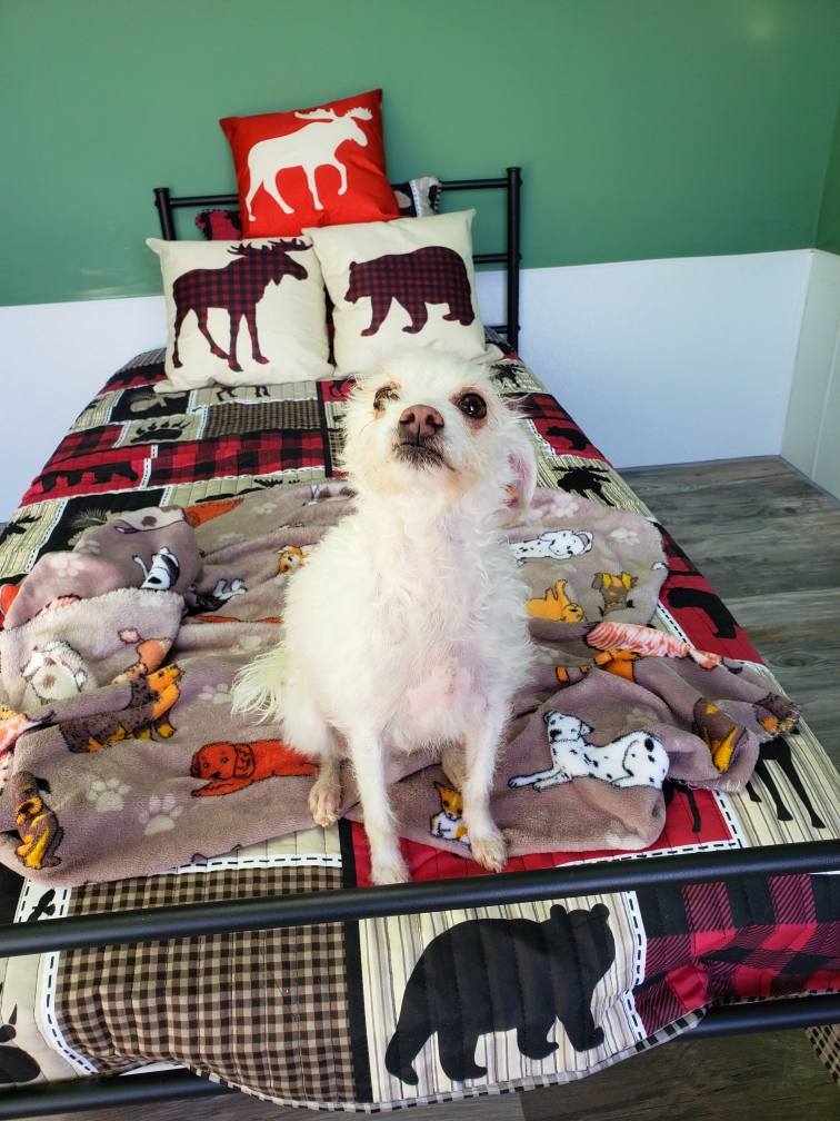 Dog boarding at Bowhaus