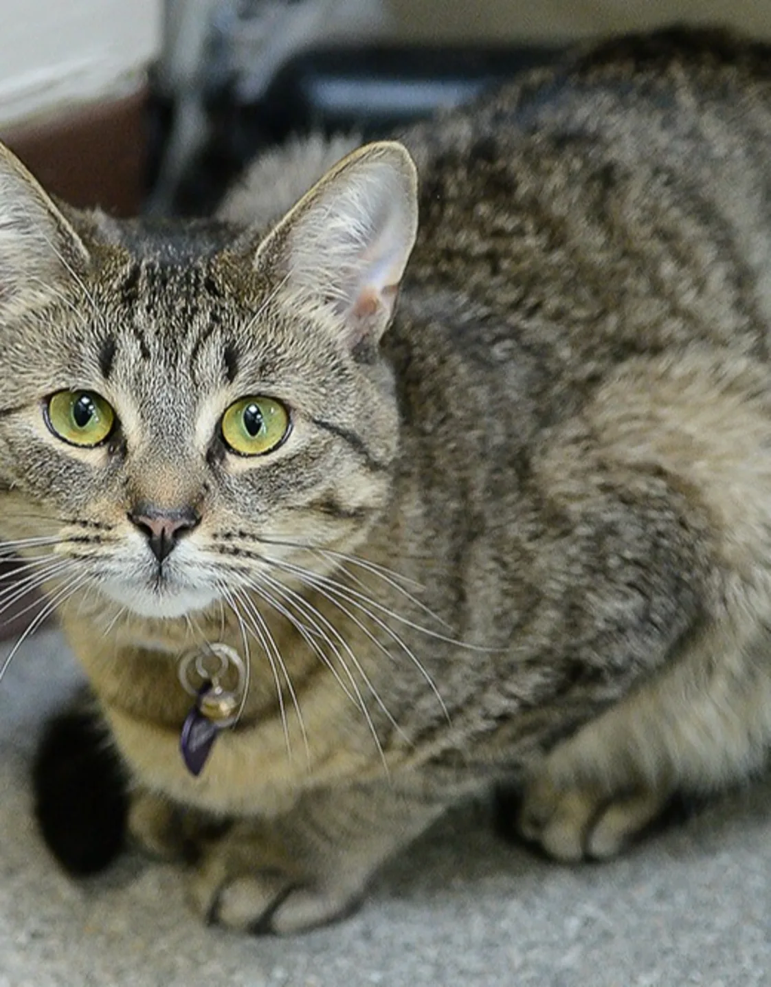 BG (Baby Girl) BG (Baby Girl)