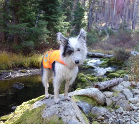 Dog wearing an orange vest while standing on a rock in a forest