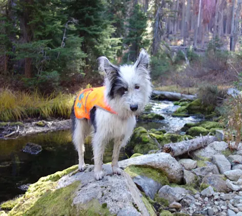 Dog wearing an orange vest while standing on a rock in a forest