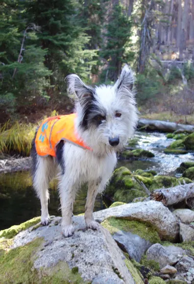 Dog wearing an orange vest while standing on a rock in a forest Dog wearing an orange vest while standing on a rock in a forest