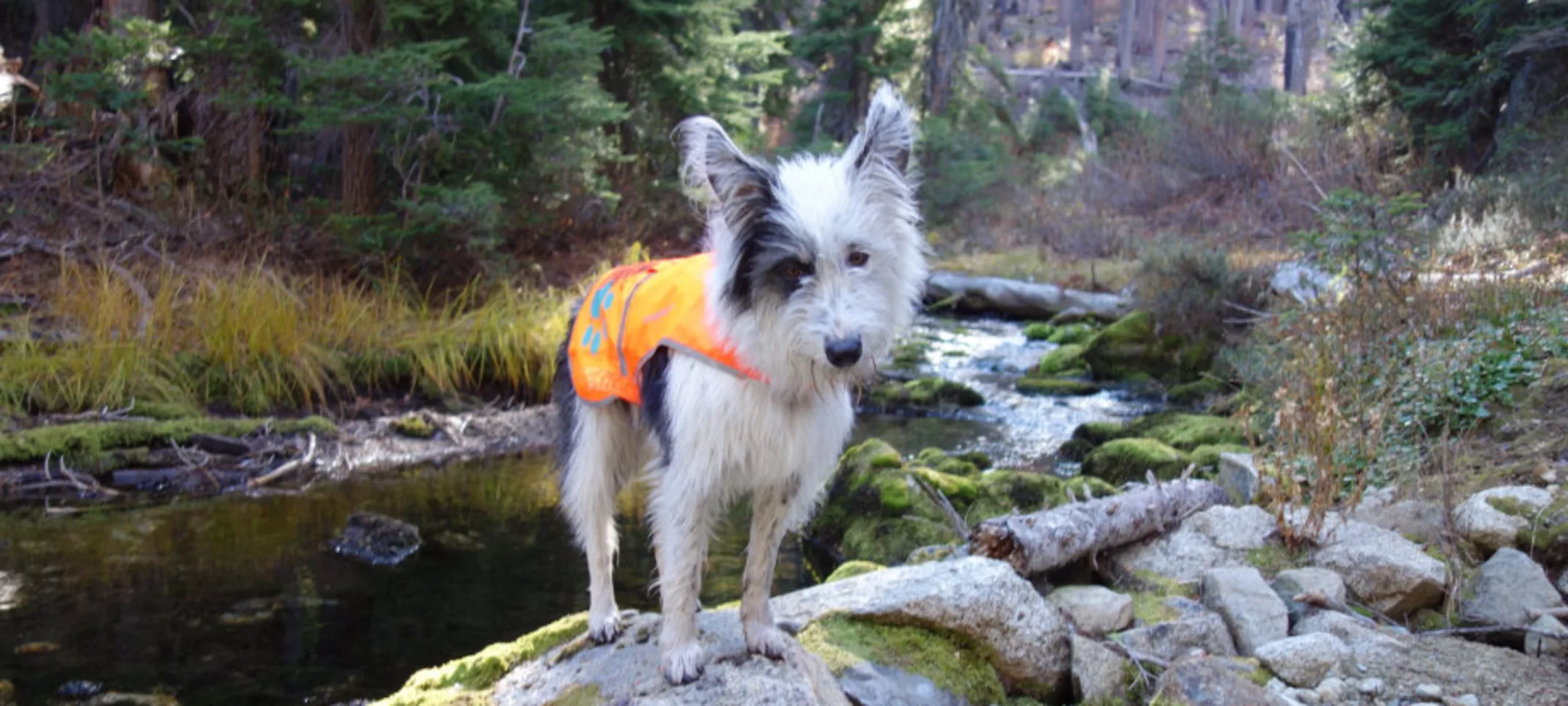 Dog wearing an orange vest while standing on a rock in a forest Dog wearing an orange vest while standing on a rock in a forest